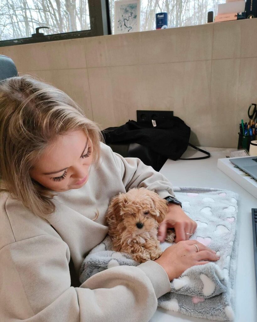 Teacup Maltipoo For Sale USA | Maltipoo Puppies For Sale