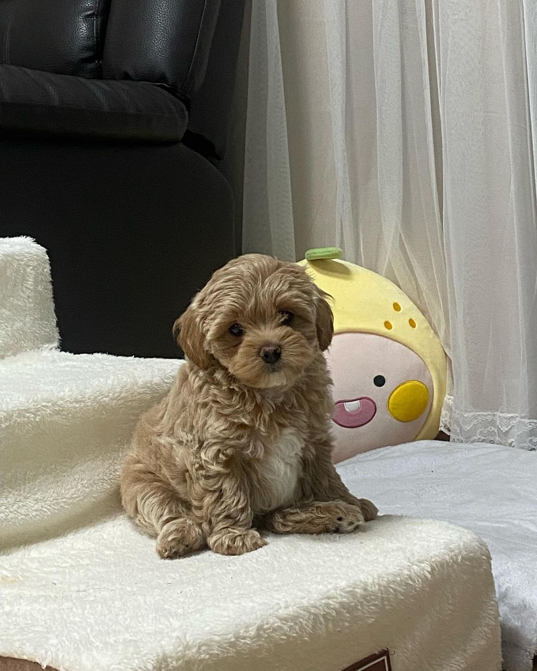 Teacup Maltipoo For Sale