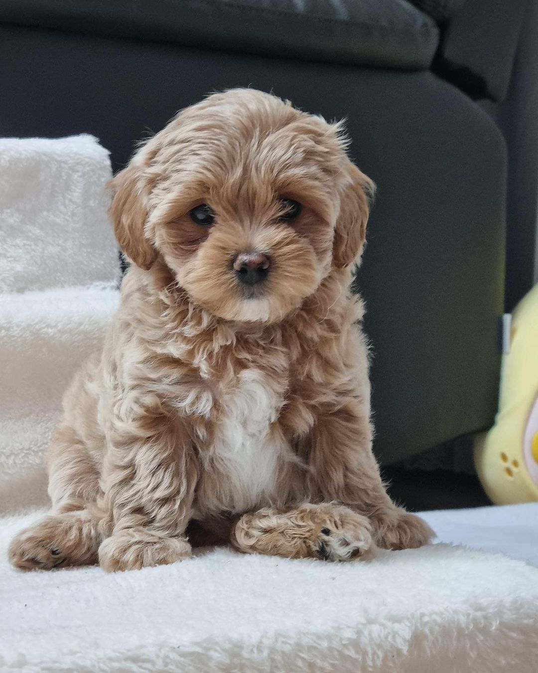 Teacup Maltipoo For Sale