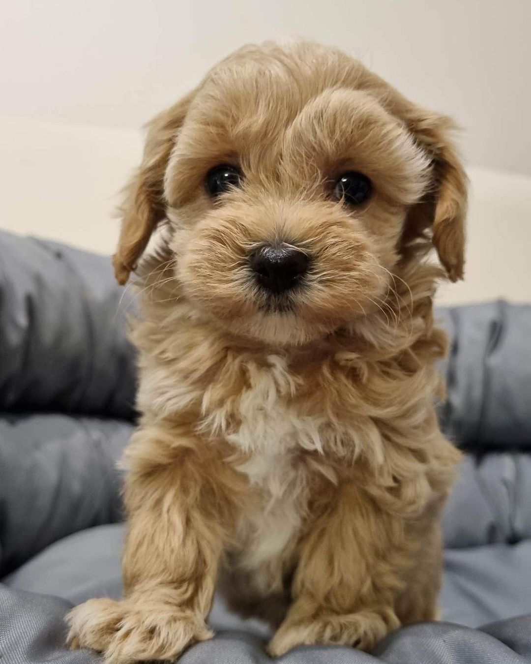 Teacup Maltipoo Puppies For Sale | Buy Quality Maltipoo Puppy Today
