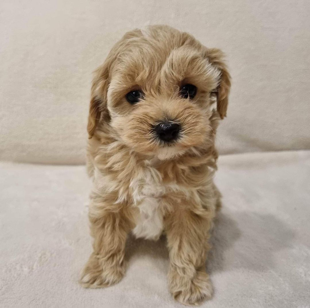 Teacup Maltipoo For Sale