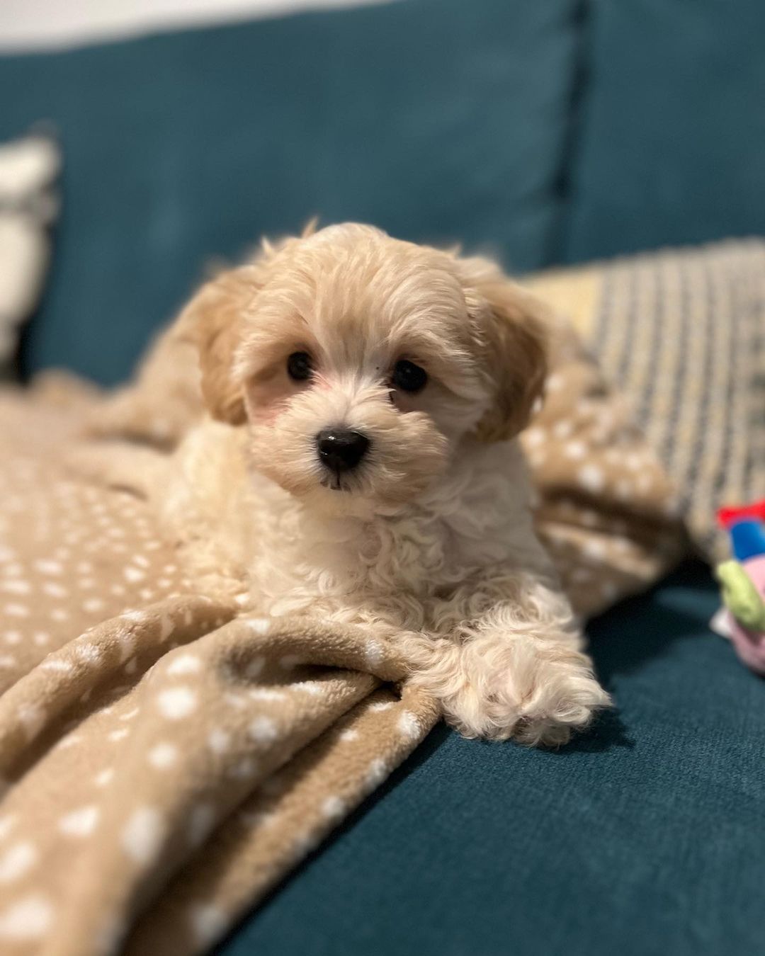 Teacup Maltipoo Puppies For Sale | Buy Excellent Champion Bloodline Maltipoo Puppies For Sale