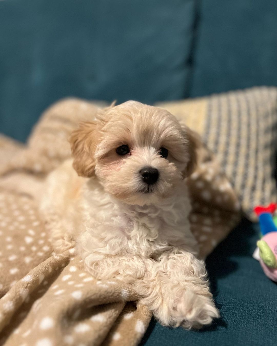 Teacup Maltipoo Puppies For Sale