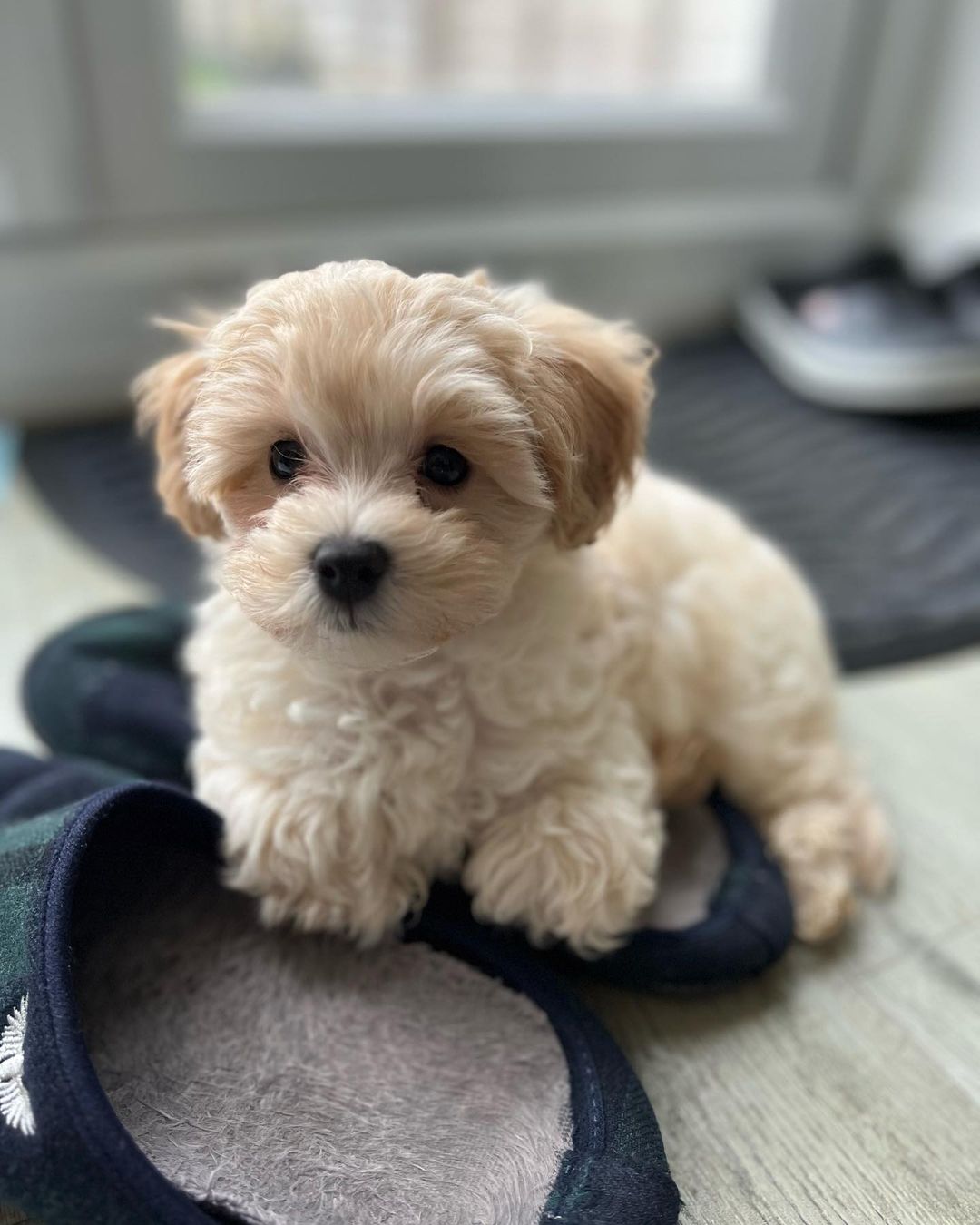 Teacup Maltipoo Puppies For Sale