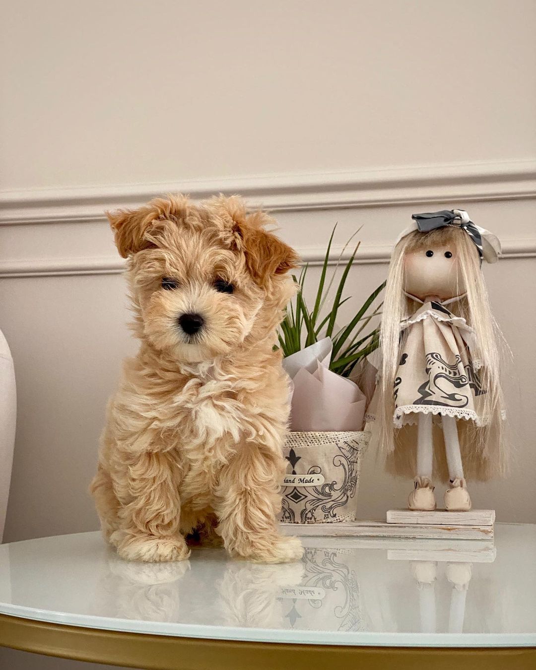 Teacup Maltipoo Puppies For Sale Near Me | Buy Maltipoo Puppies Online