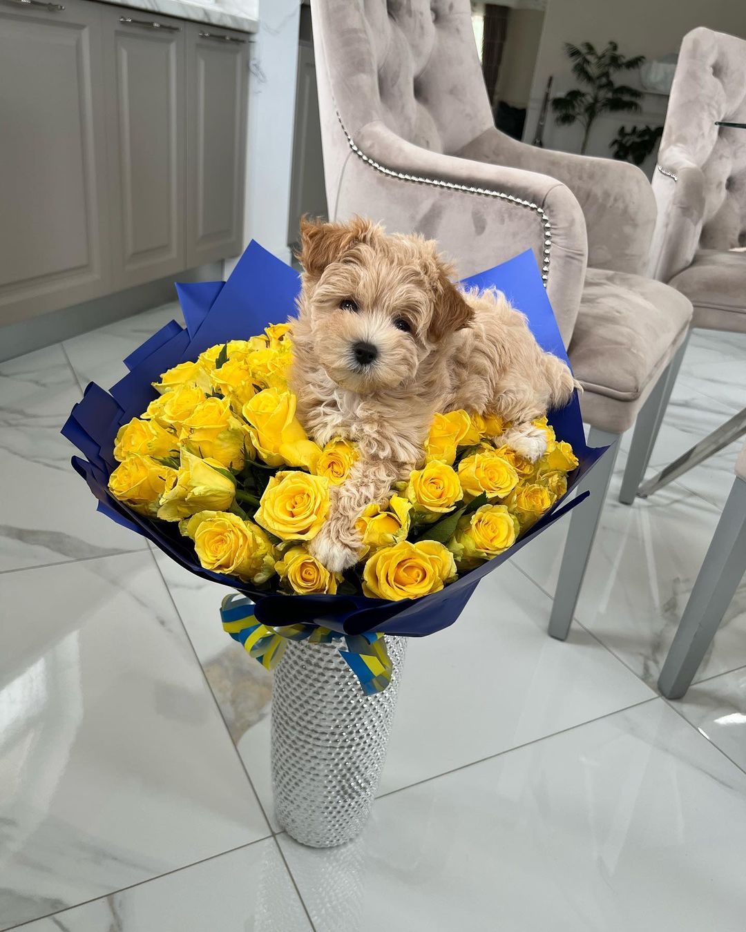 Teacup Maltipoo Puppies For Sale Near Me | Buy Maltipoo Puppies Online | Maltipoo For Sale USA