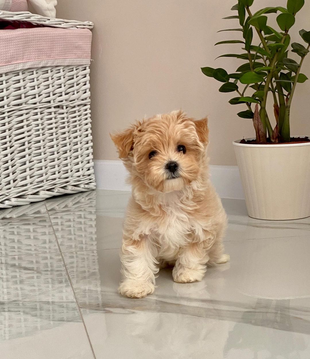 Teacup Maltipoo Puppies For Sale Near Me | Buy Maltipoo Puppies Online | Maltipoo For Sale USA