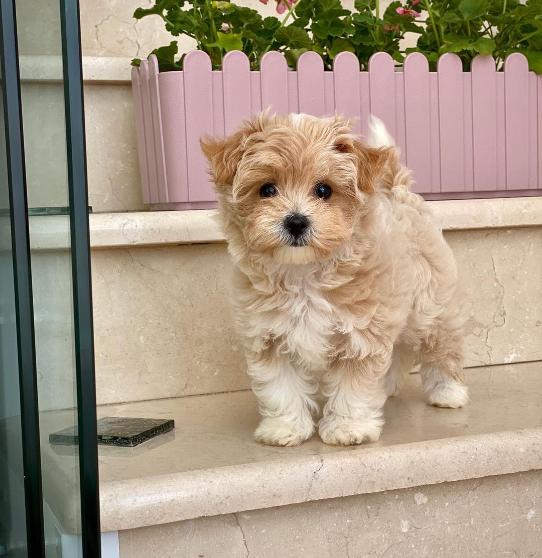 Teacup Maltipoo Puppies For Sale Near Me | Buy Maltipoo Puppies Online | Maltipoo For Sale USA