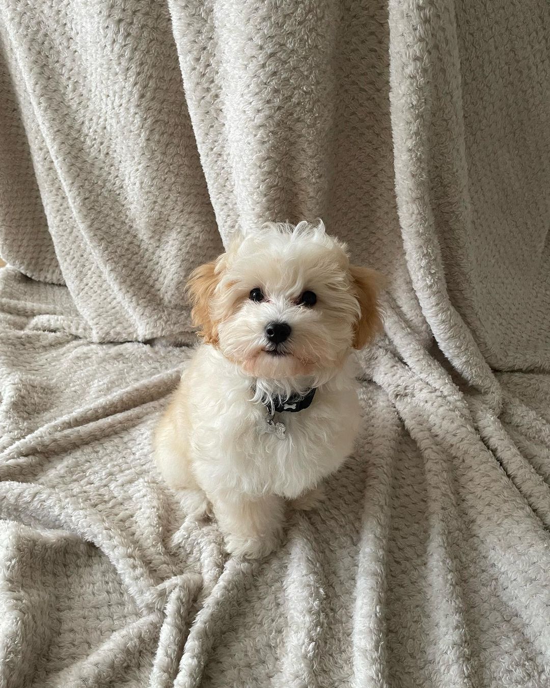 Teacup Maltipoo Puppies For Sale Near Me | Buy Maltipoo Puppies Online