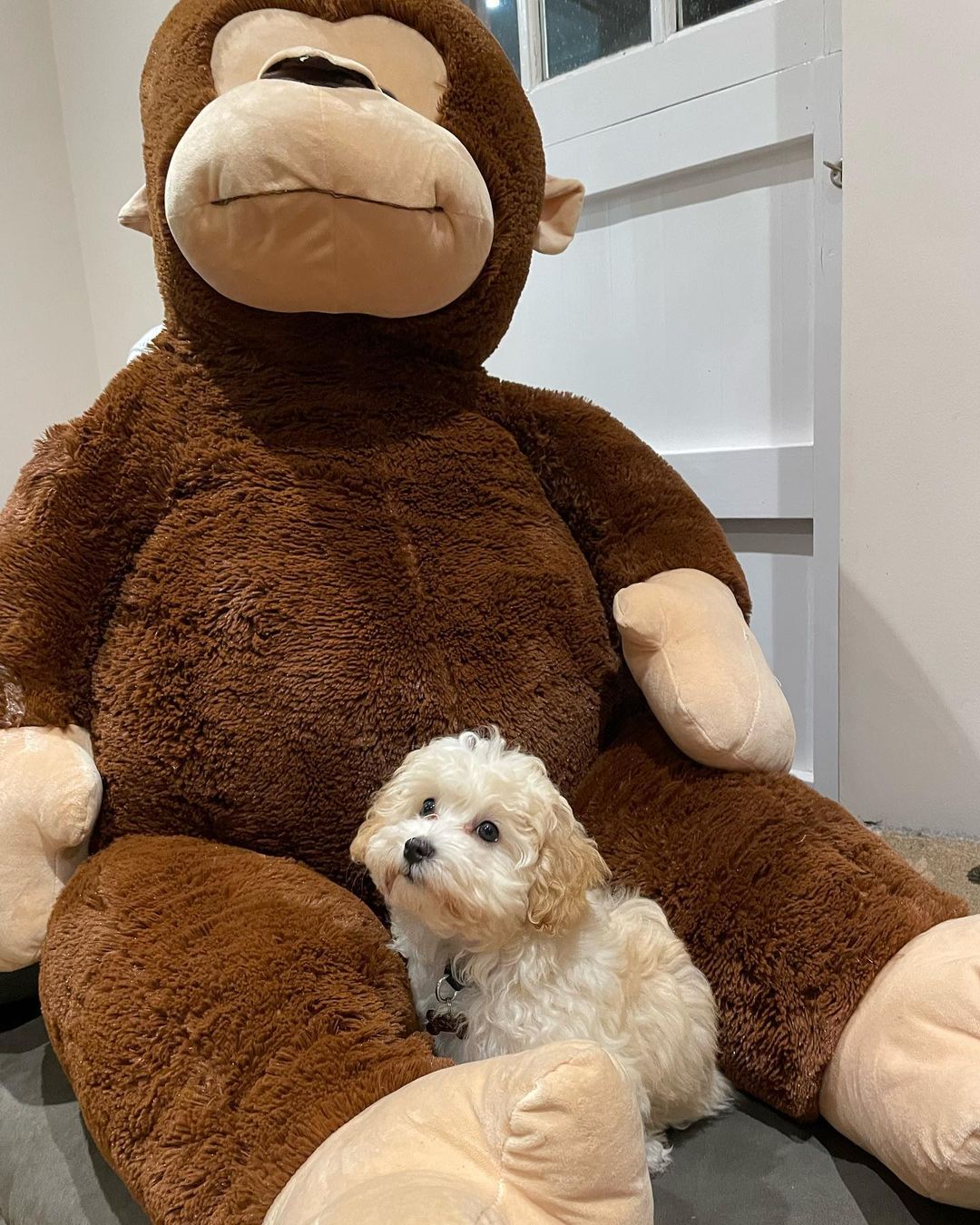 Teacup Maltipoo Puppies For Sale Near Me | Buy Maltipoo Puppies Online