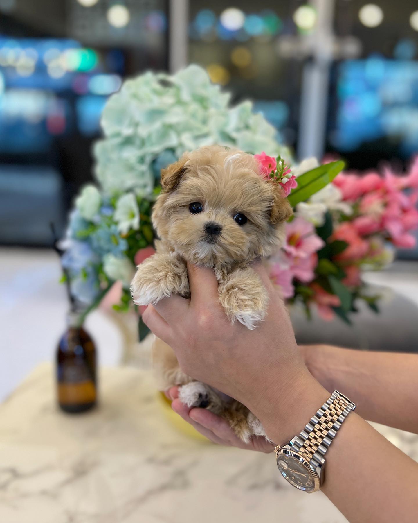 Justine Carmella profile picture