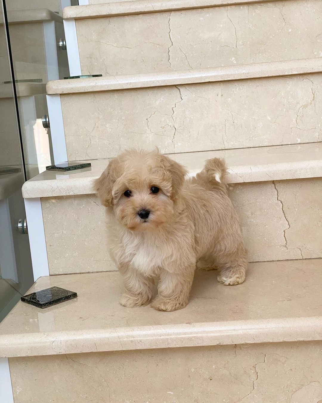 Teacup Maltipoo Puppies For Sale Near Me | Buy Maltipoo Puppies Online | Maltipoo For Sale USA