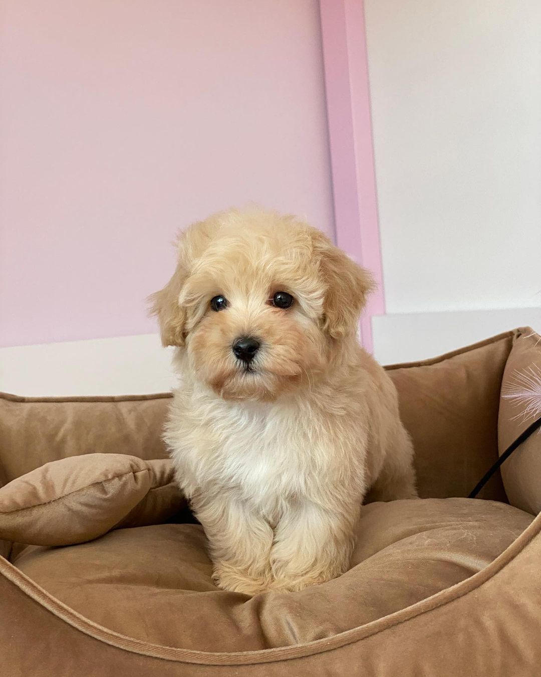 Teacup Maltipoo Puppies For Sale Near Me | Buy Maltipoo Puppies Online | Maltipoo For Sale USA