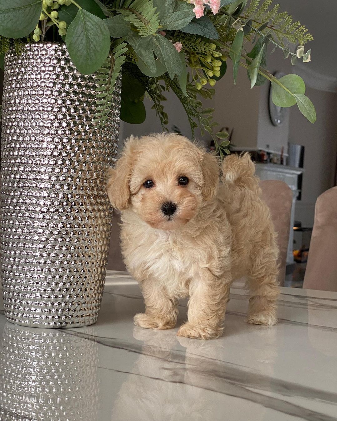 Teacup Maltipoo Puppies For Sale Near Me | Buy Maltipoo Puppies Online | Maltipoo For Sale USA