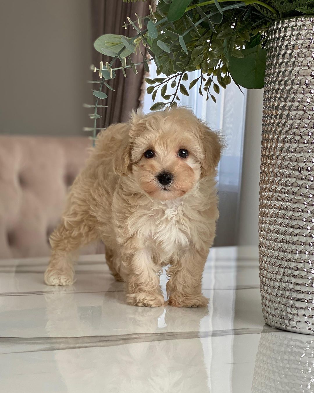 Teacup Maltipoo Puppies For Sale Near Me | Buy Maltipoo Puppies Online | Maltipoo For Sale USA