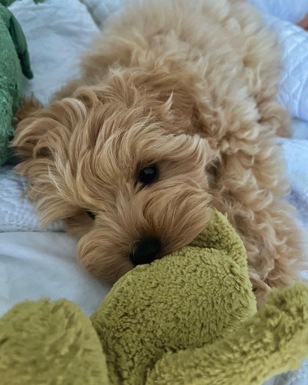 Teacup Maltipoo For Sale Near Me