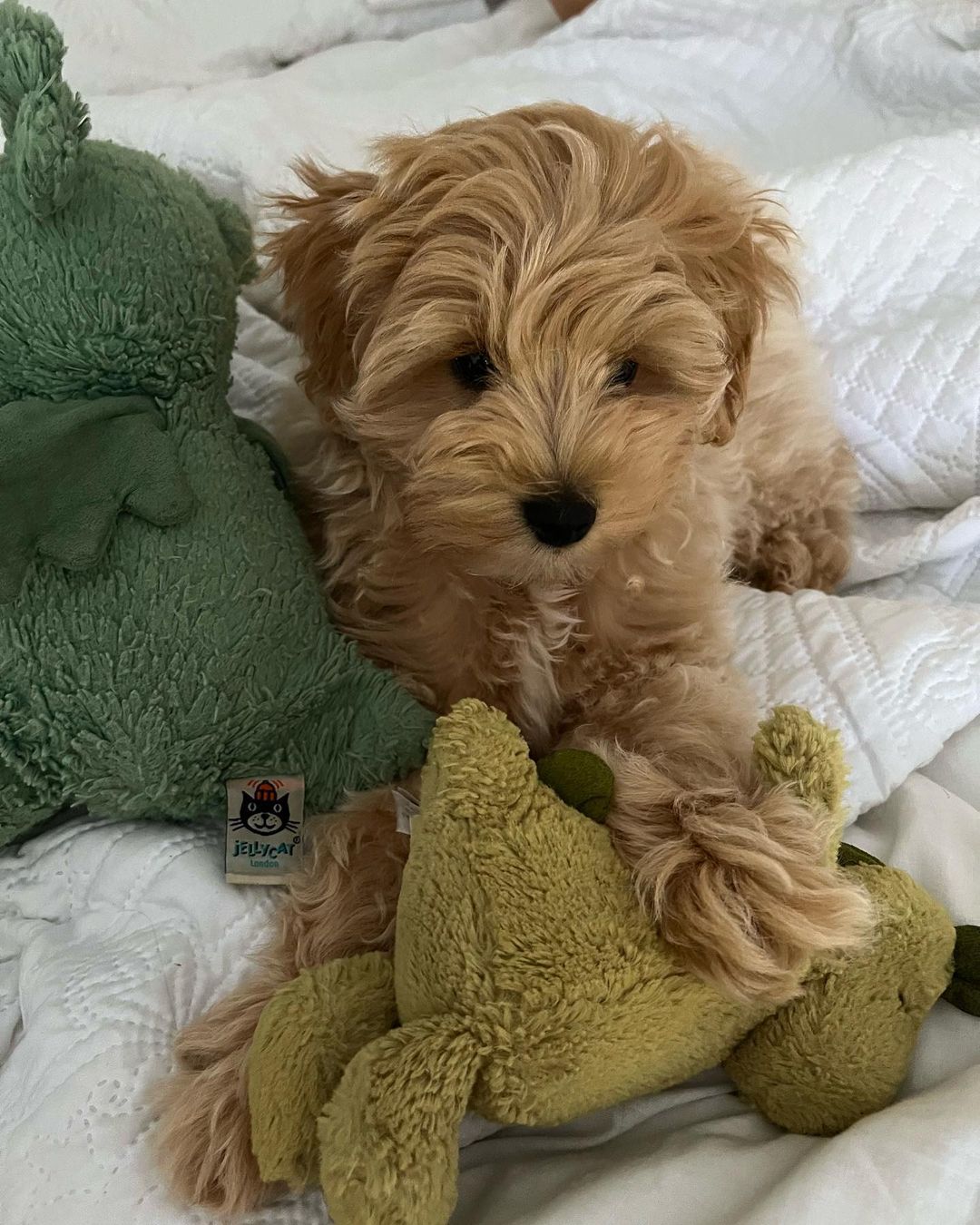 Teacup Maltipoo For Sale Near Me