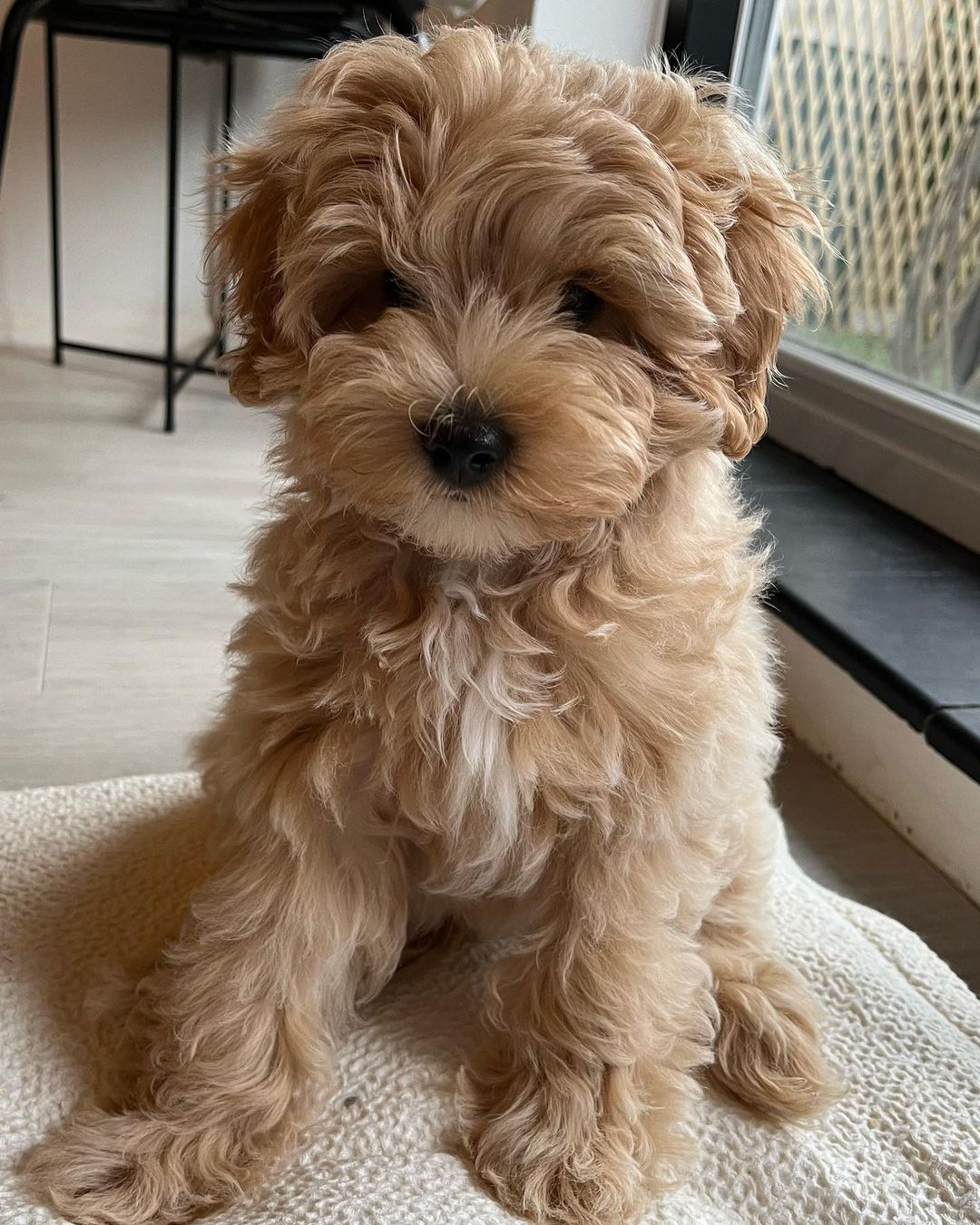 Teacup Maltipoo Puppies For Sale