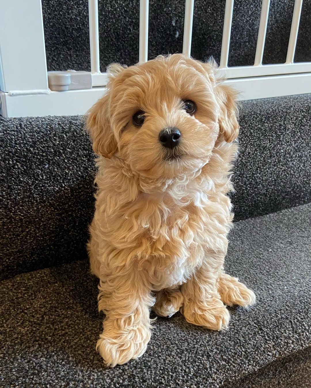 Teacup Maltipoo Puppies For Sale Near Me | Buy Maltipoo Puppies Online