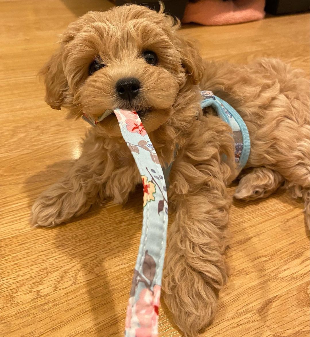 Teacup Maltipoo Puppies For Sale Near Me | Buy Maltipoo Puppies Online