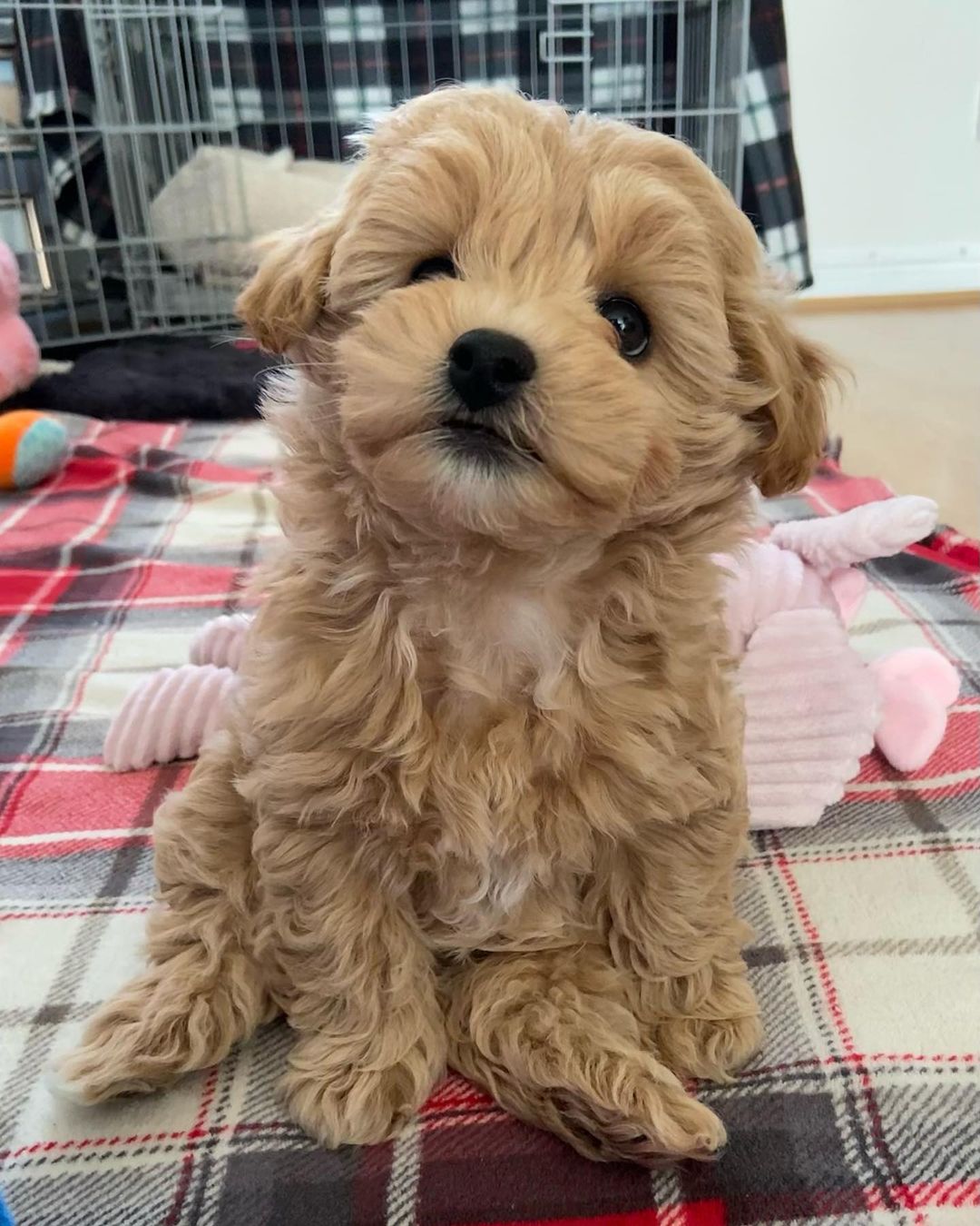 Teacup Maltipoo Puppies For Sale Near Me | Buy Maltipoo Puppies Online