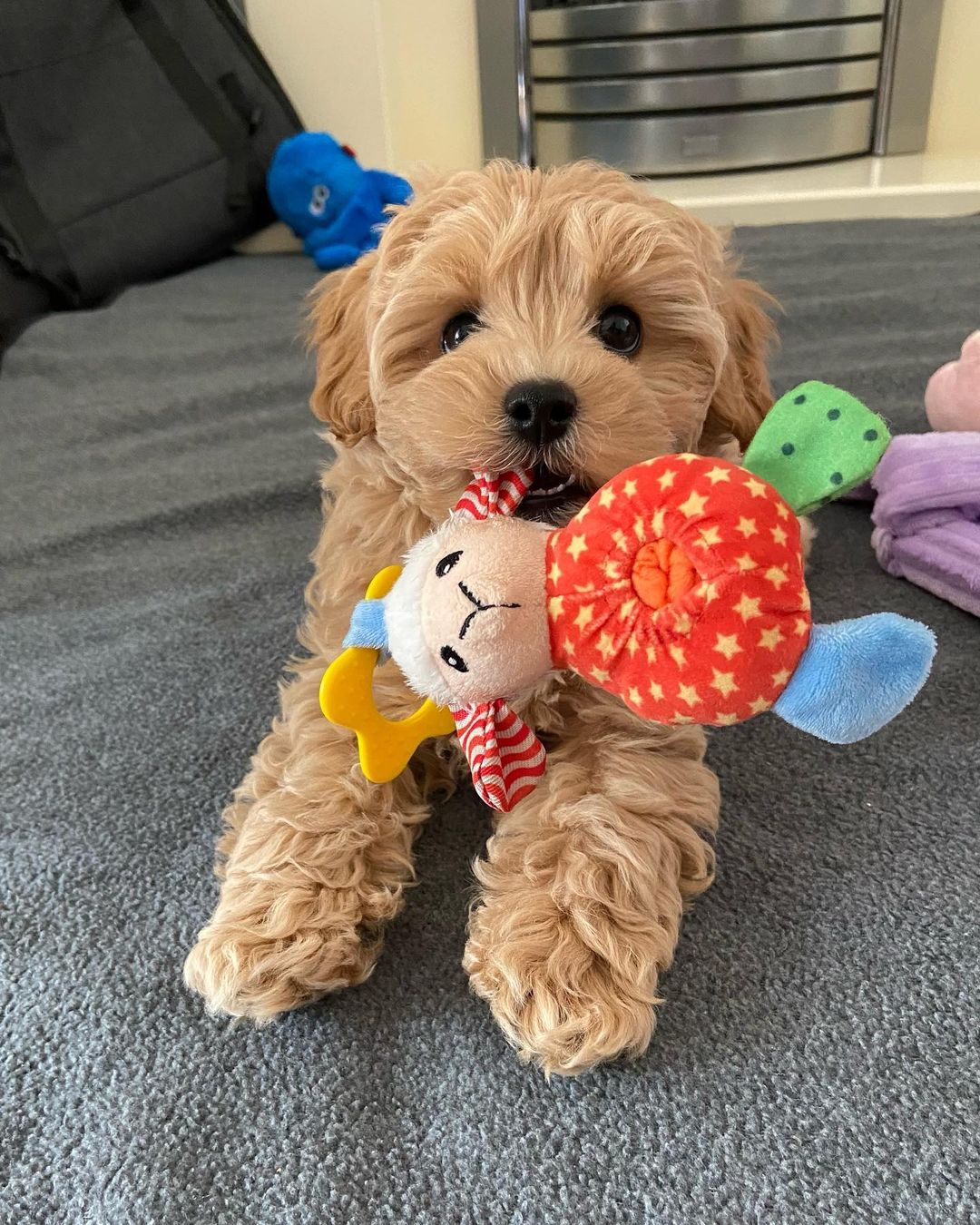 Teacup Maltipoo Puppies For Sale Near Me | Buy Maltipoo Puppies Online