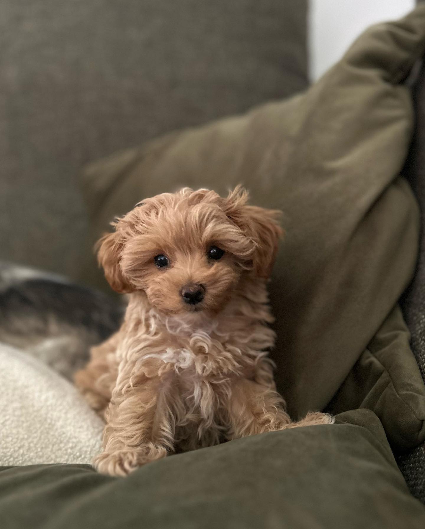 Teacup Maltipoo For Sale Near Me