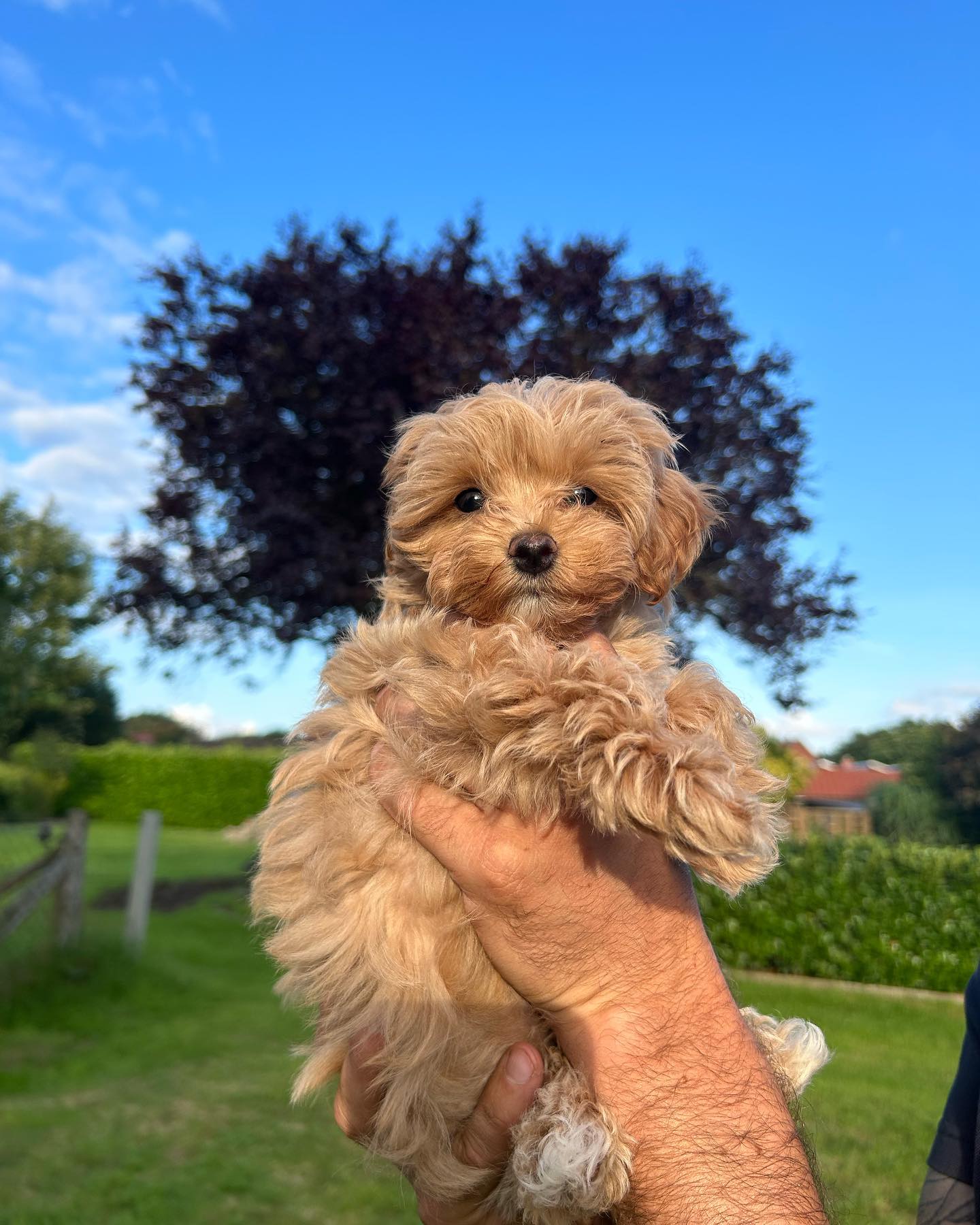 Teacup Maltipoo For Sale USA | Buy Top Quality Purebred Maltipoo