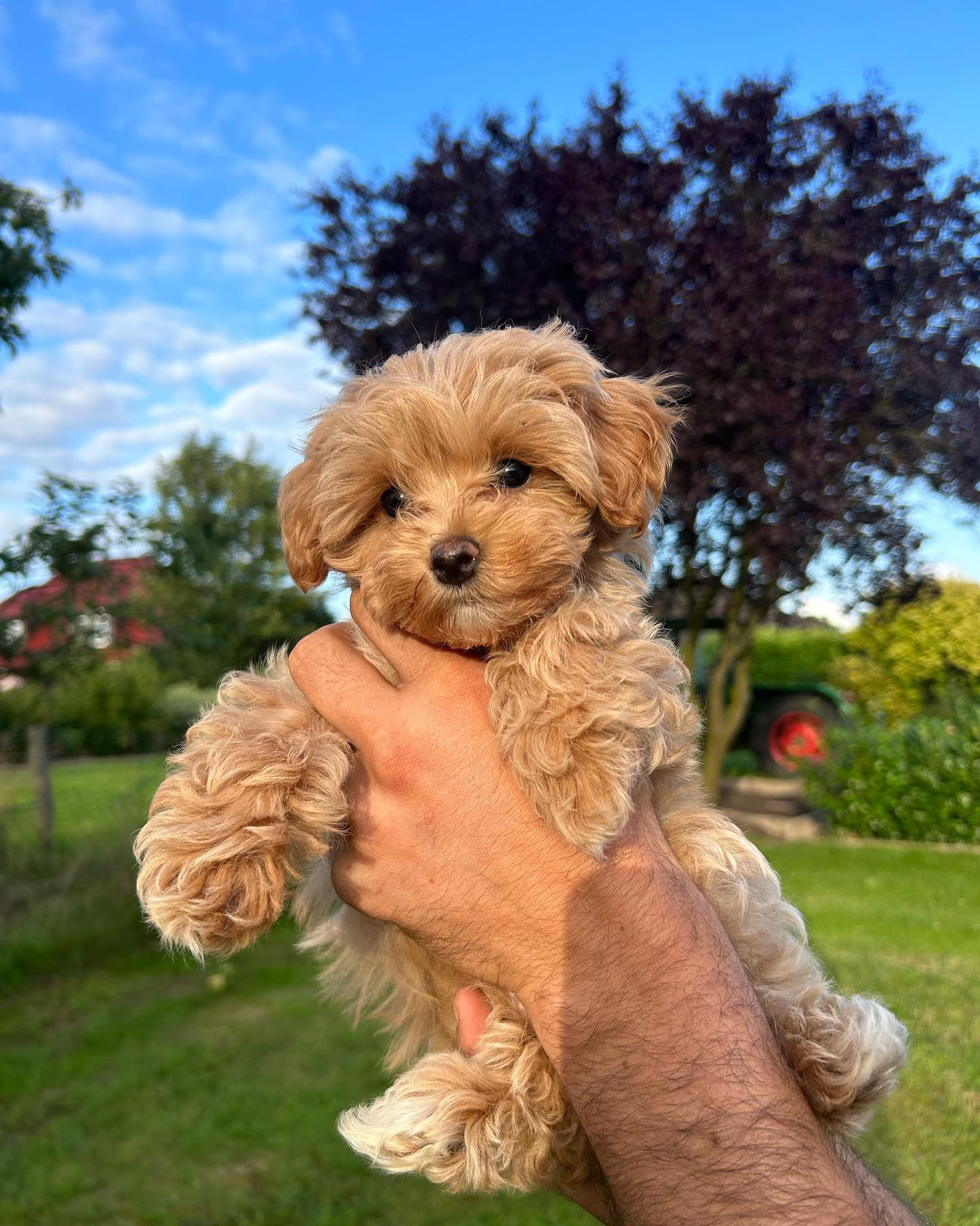 Teacup Maltipoo For Sale Near Me