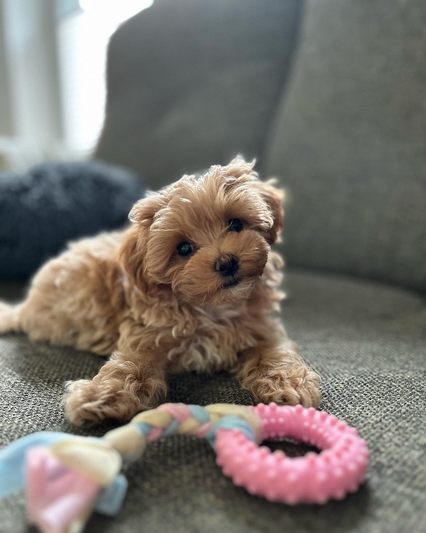 Teacup Maltipoo For Sale Near Me