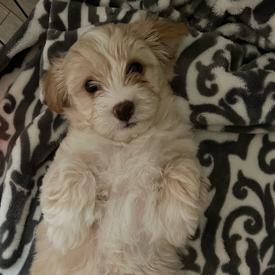 Teacup Maltipoo Puppies For Sale Near Me | Buy Maltipoo Puppies Online | Maltipoo For Sale USA