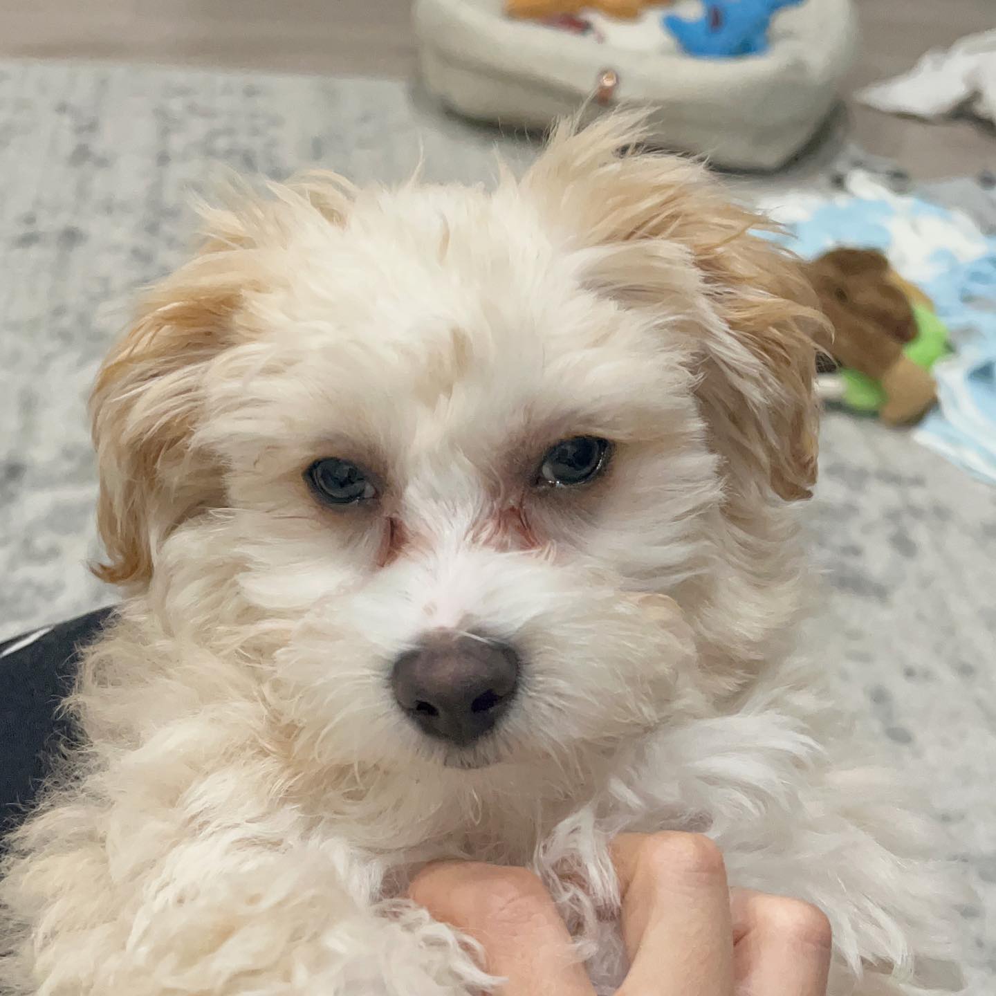 Teacup Maltipoo Puppies For Sale Near Me | Buy Maltipoo Puppies Online | Maltipoo For Sale USA