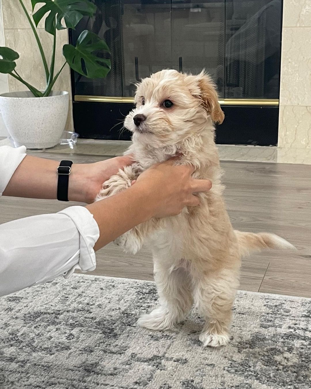 Teacup Maltipoo Puppies For Sale Near Me | Buy Maltipoo Puppies Online | Maltipoo For Sale USA