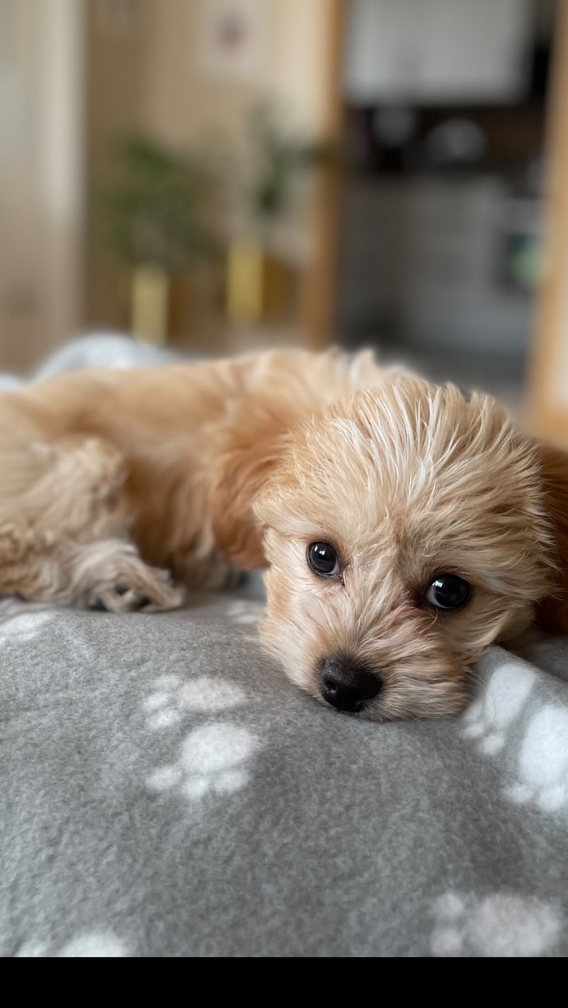 Teacup Maltipoo Puppies For Sale Near Me | Buy Teacup Maltipoo Puppies Texas