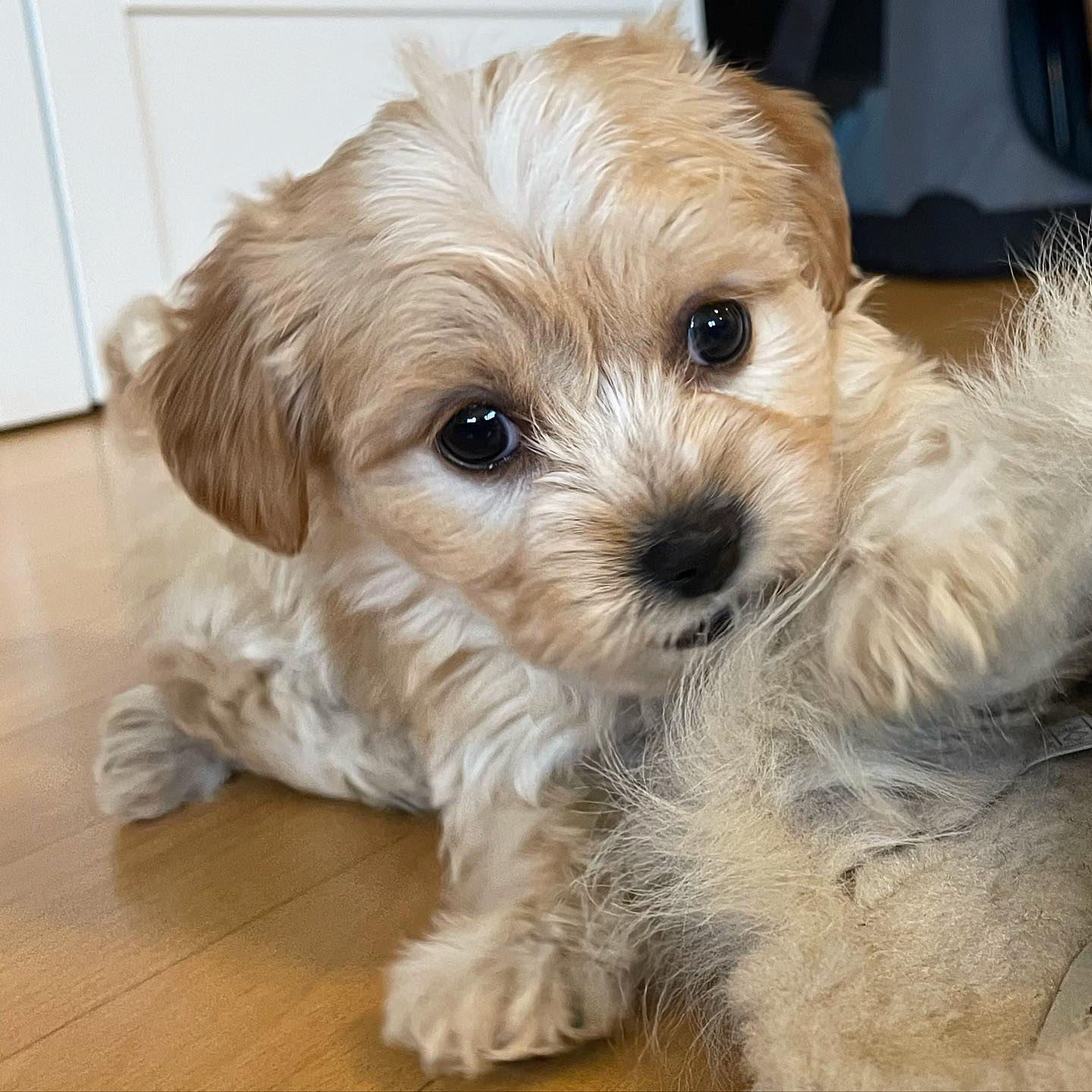 Teacup Maltipoo Puppies For Sale
