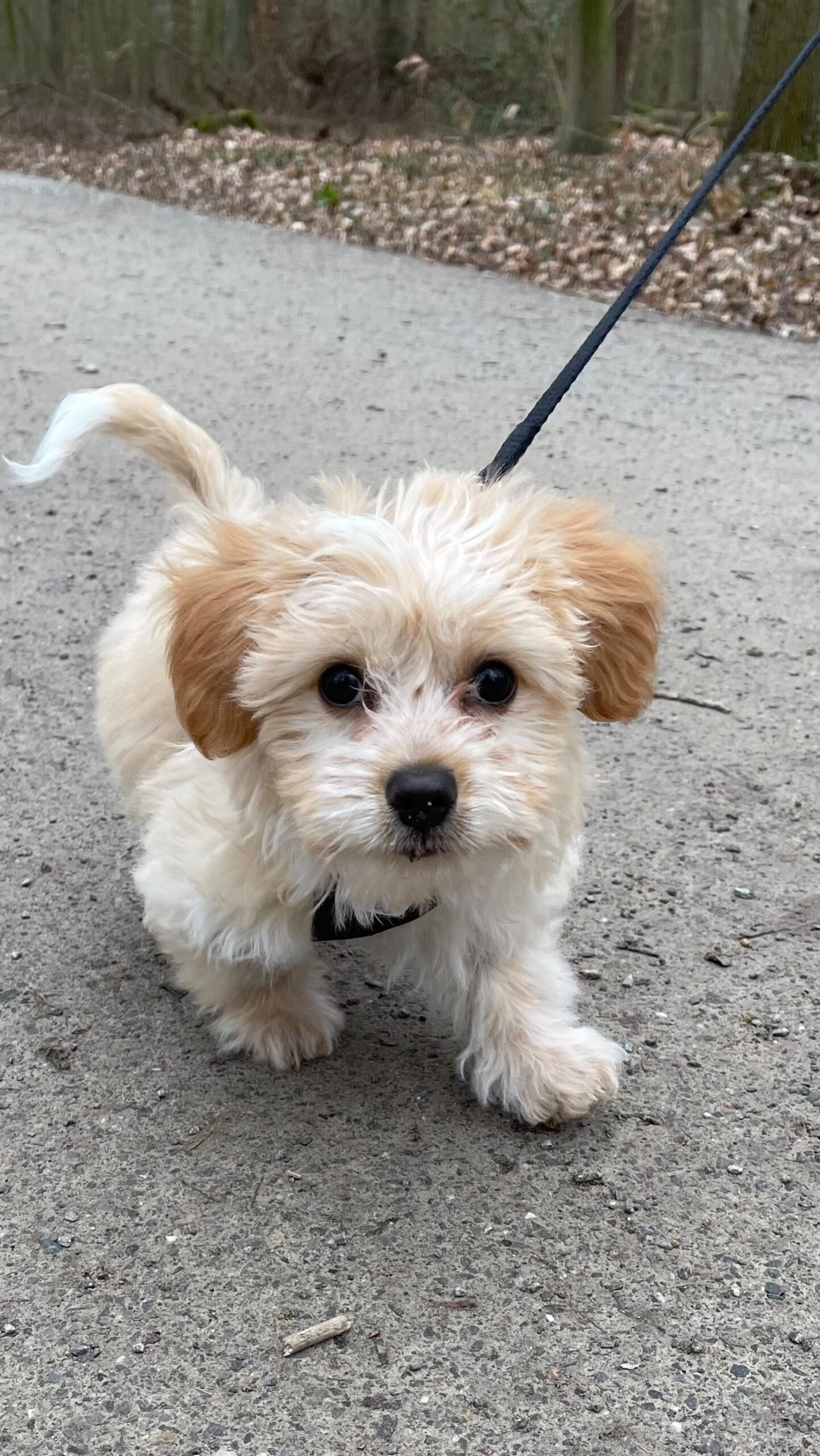 Teacup Maltipoo Puppies For Sale