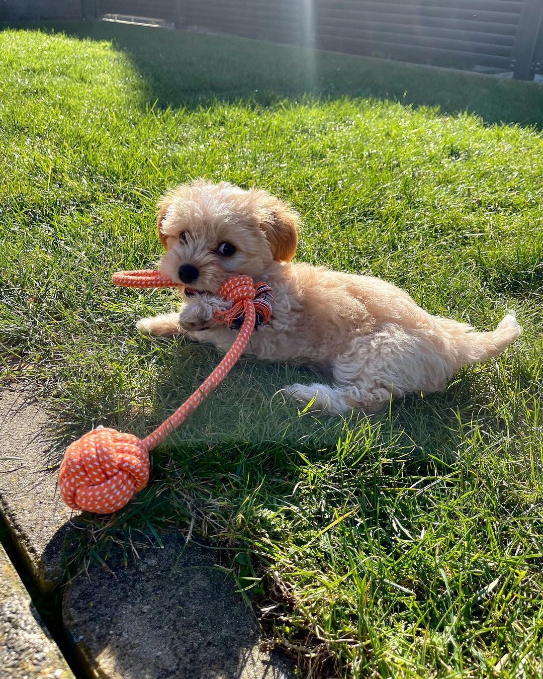 Teacup Maltipoo Puppies For Sale