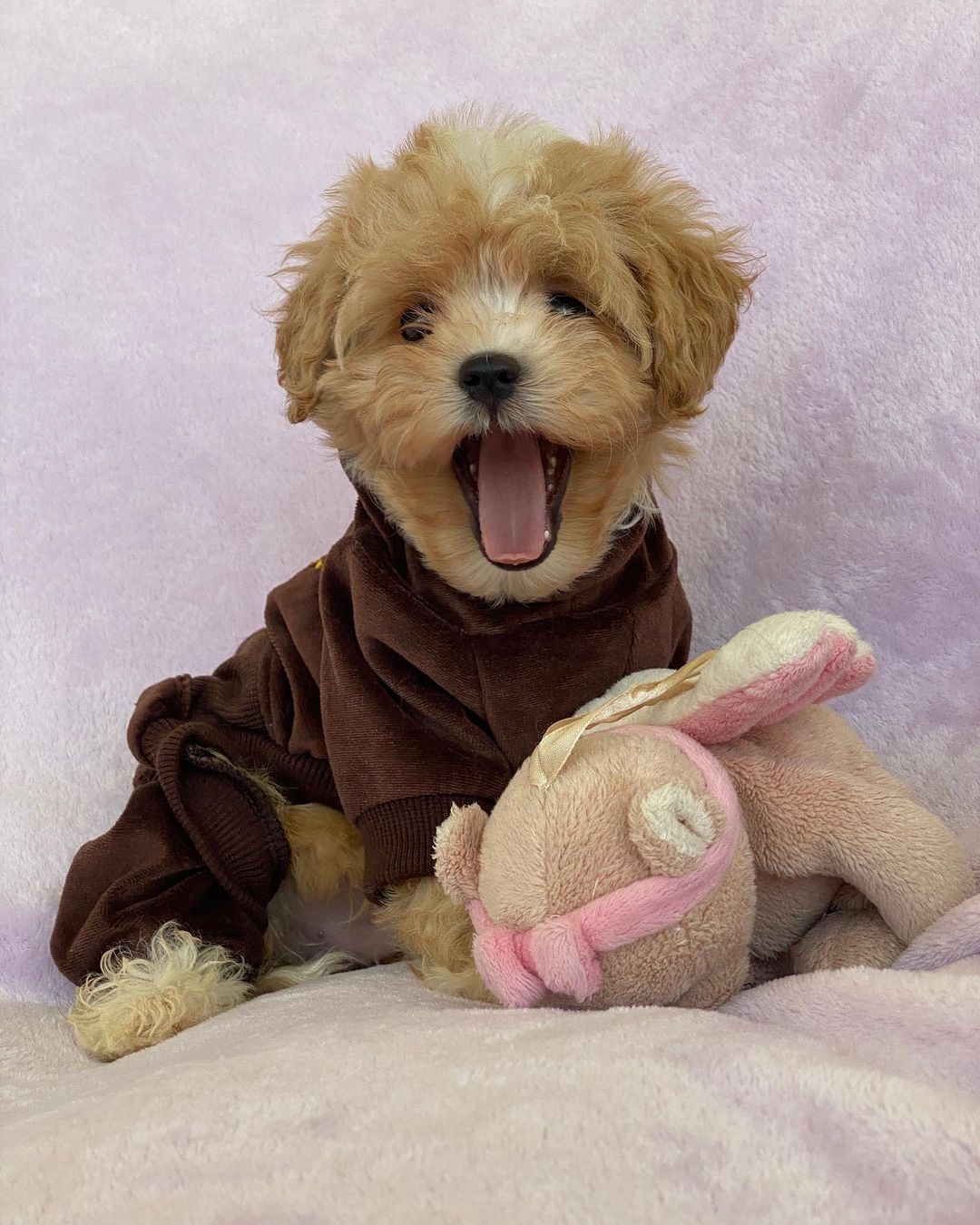 Teacup Maltipoo Puppies For Sale Near Me | Buy Maltipoo Puppies Online | Maltipoo For Sale USA