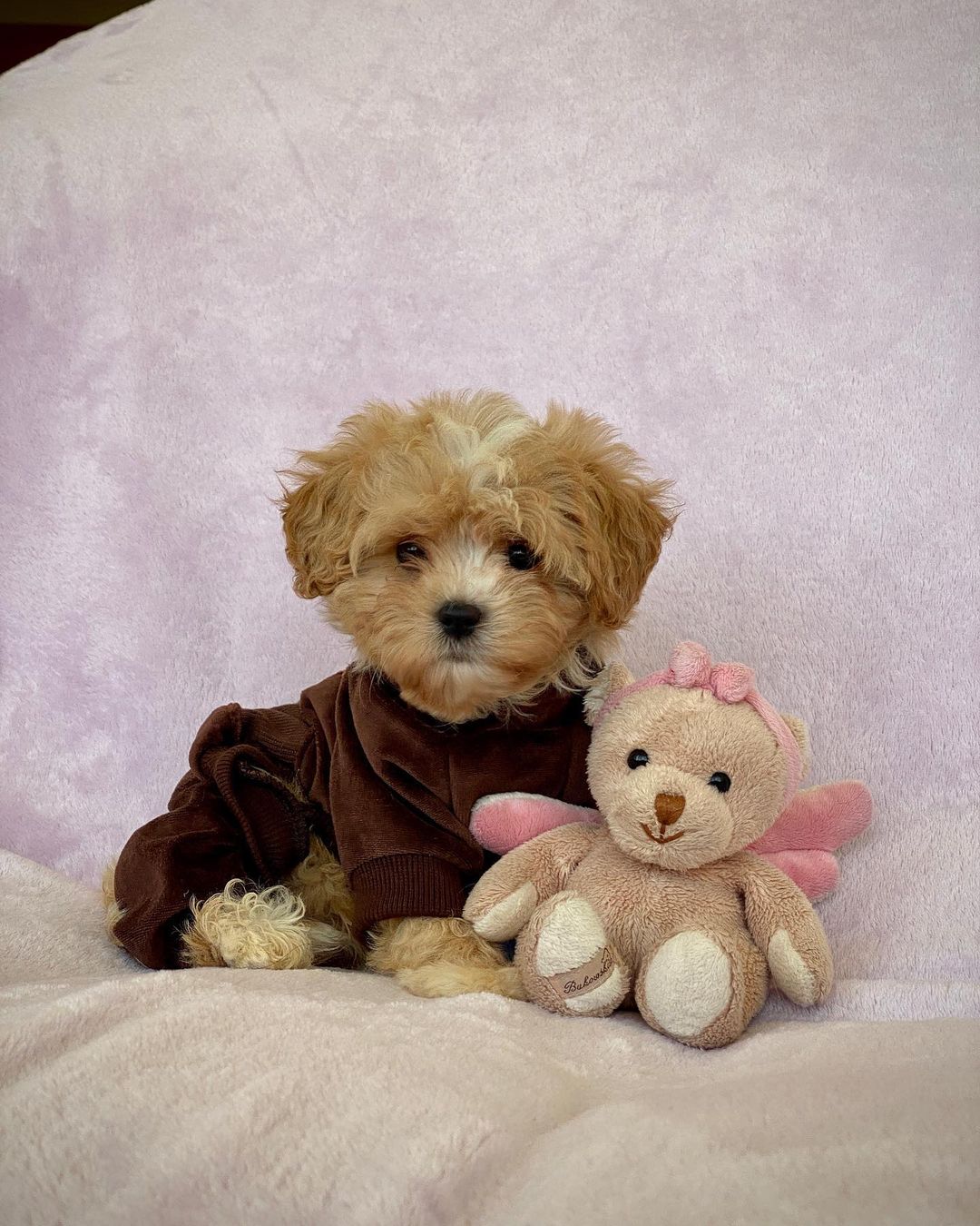 Teacup Maltipoo Puppies For Sale Near Me | Buy Maltipoo Puppies Online | Maltipoo For Sale USA