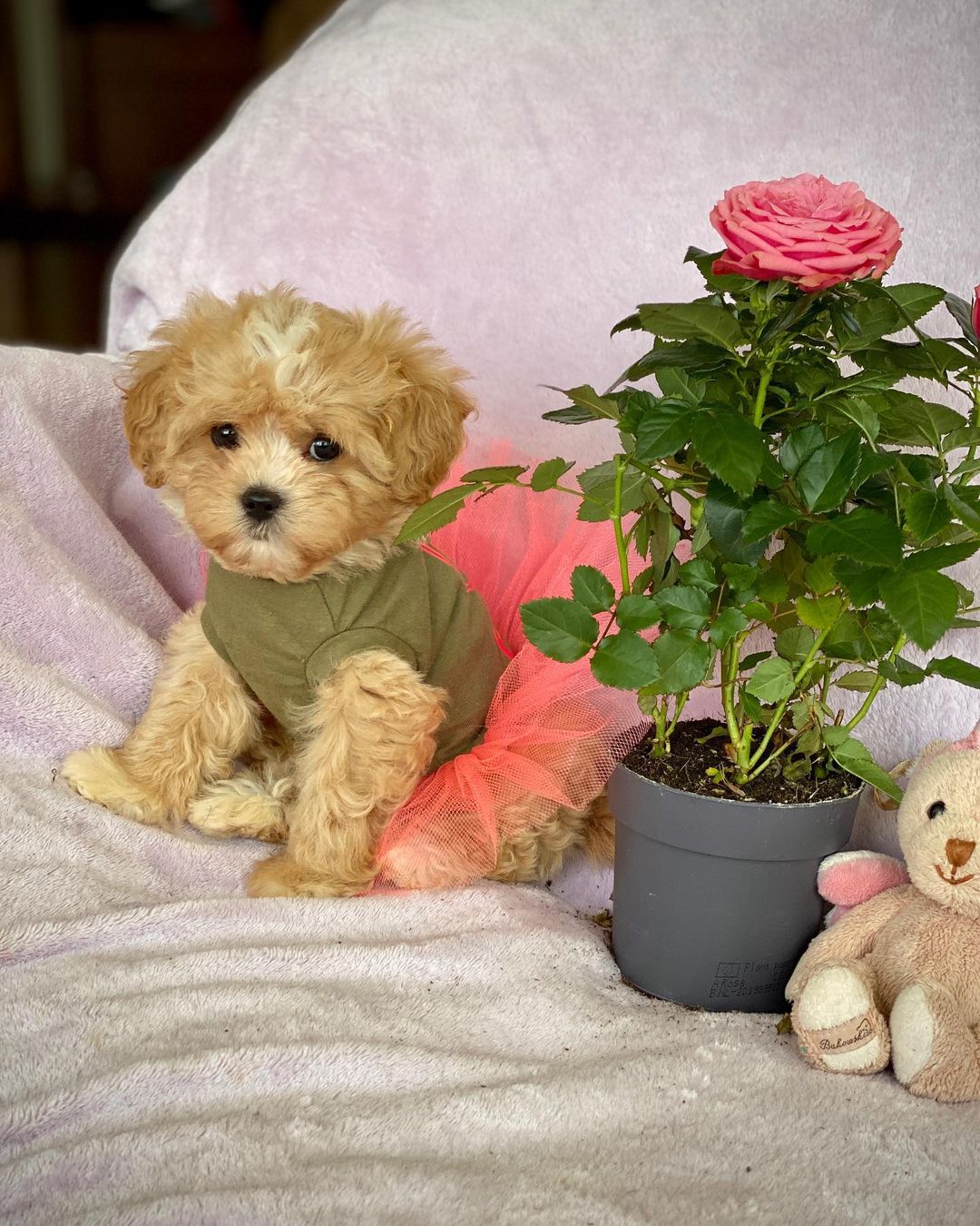 Teacup Maltipoo Puppies For Sale Near Me | Buy Maltipoo Puppies Online | Maltipoo For Sale USA
