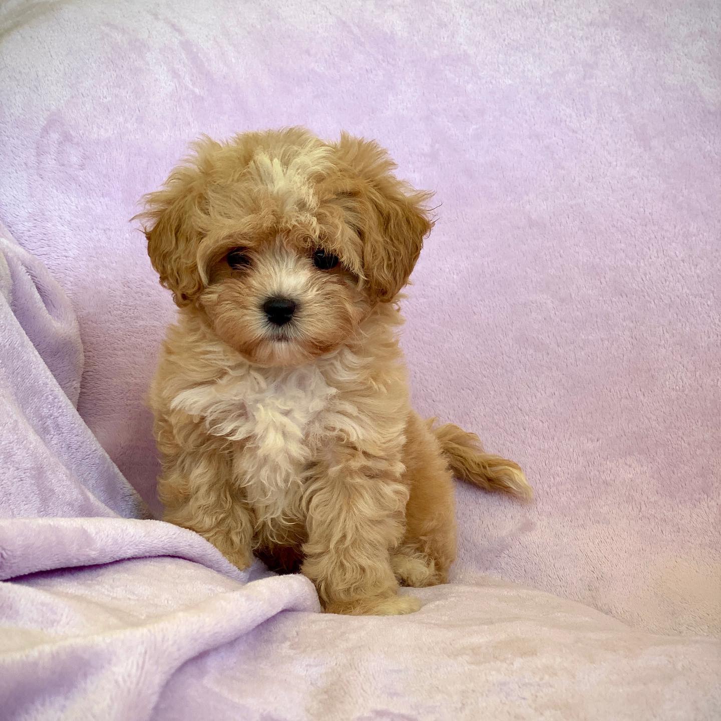 Teacup Maltipoo Puppies For Sale Near Me | Buy Maltipoo Puppies Online | Maltipoo For Sale USA