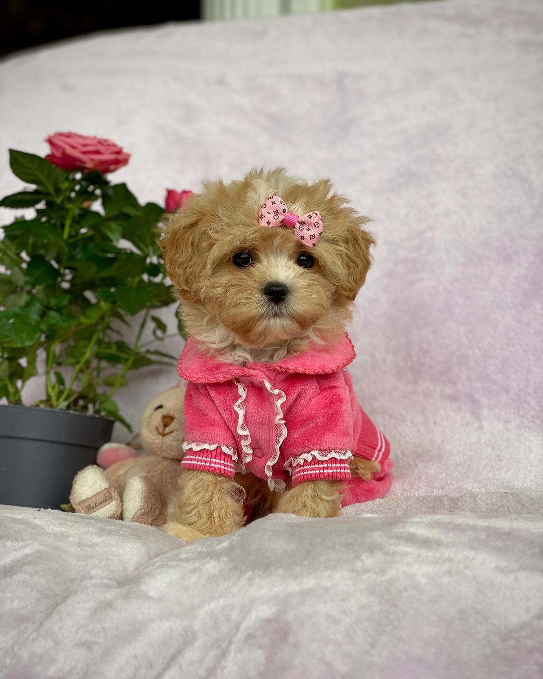 Teacup Maltipoo Puppies For Sale Near Me | Buy Maltipoo Puppies Online | Maltipoo For Sale USA