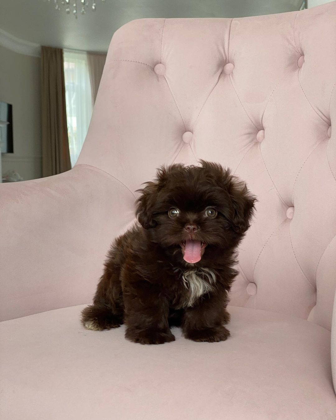 Teacup Maltipoo For Sale Near Me
