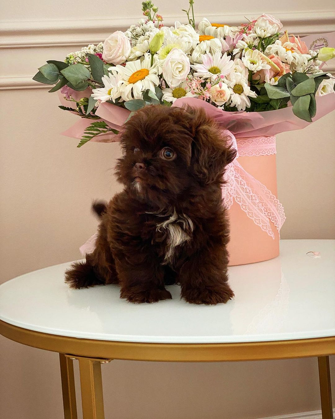 Teacup Maltipoo For Sale Near Me
