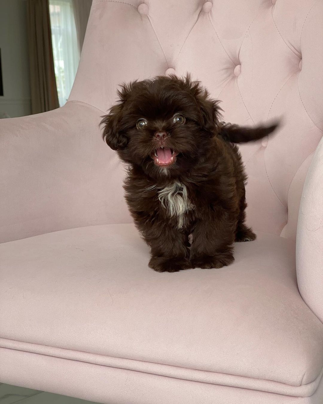 Teacup Maltipoo For Sale Near Me