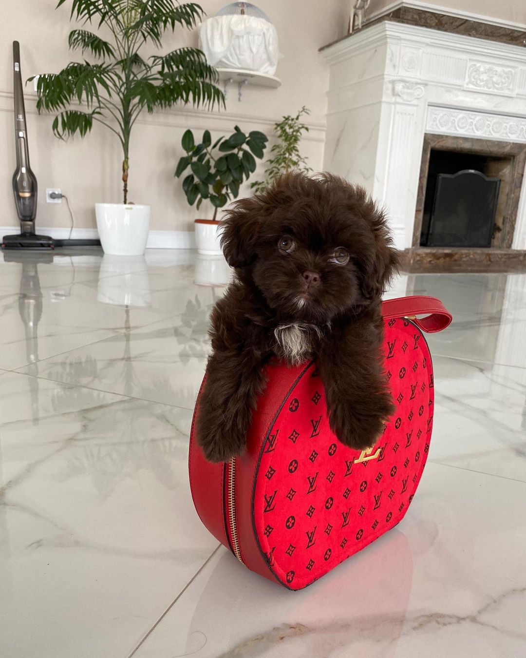 Teacup Maltipoo Puppies For Sale USA