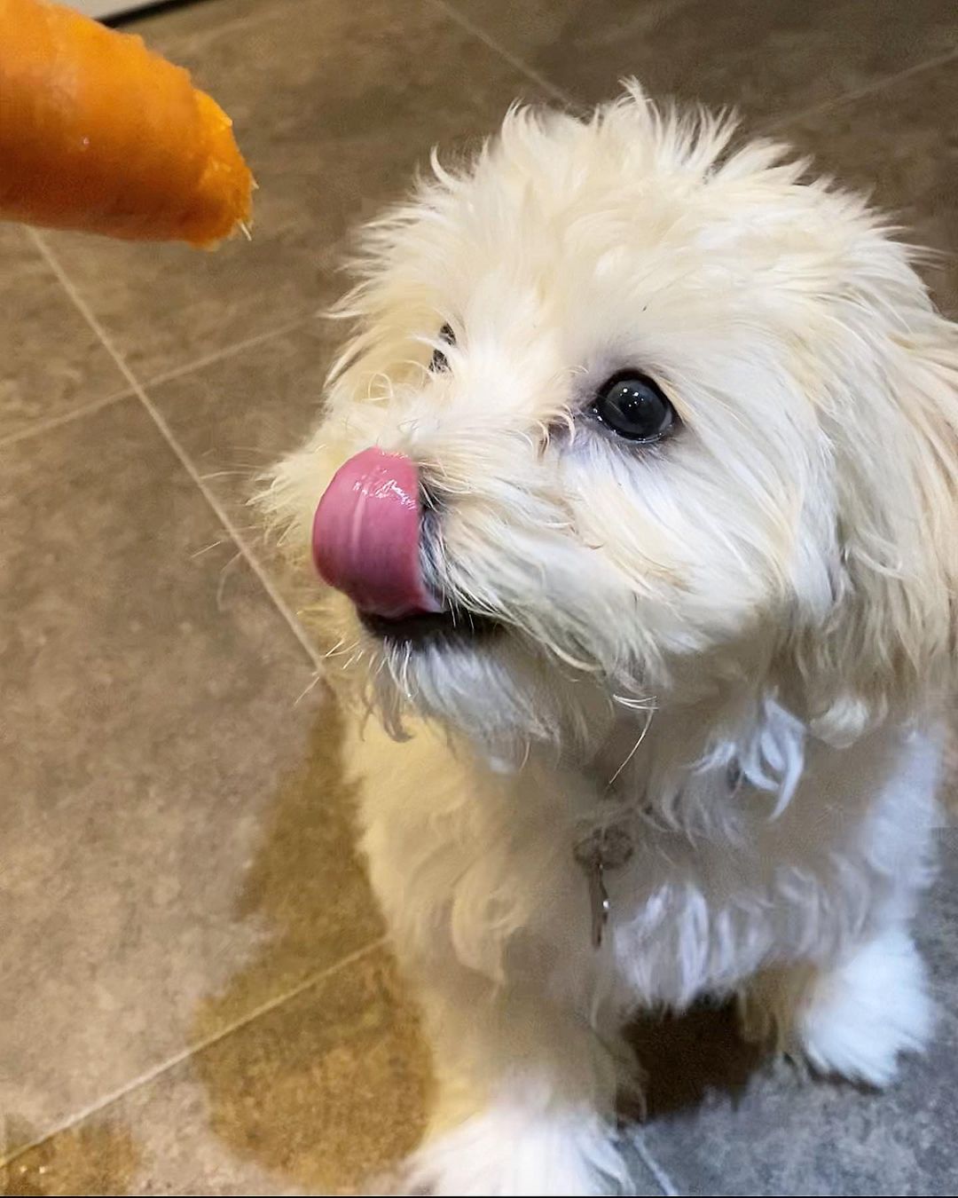 Teacup Maltipoo Puppies For Sale Buy Quality Maltipoo Puppies Online