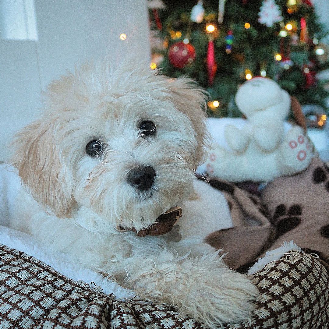 Teacup Maltipoo Puppies For Sale Online
