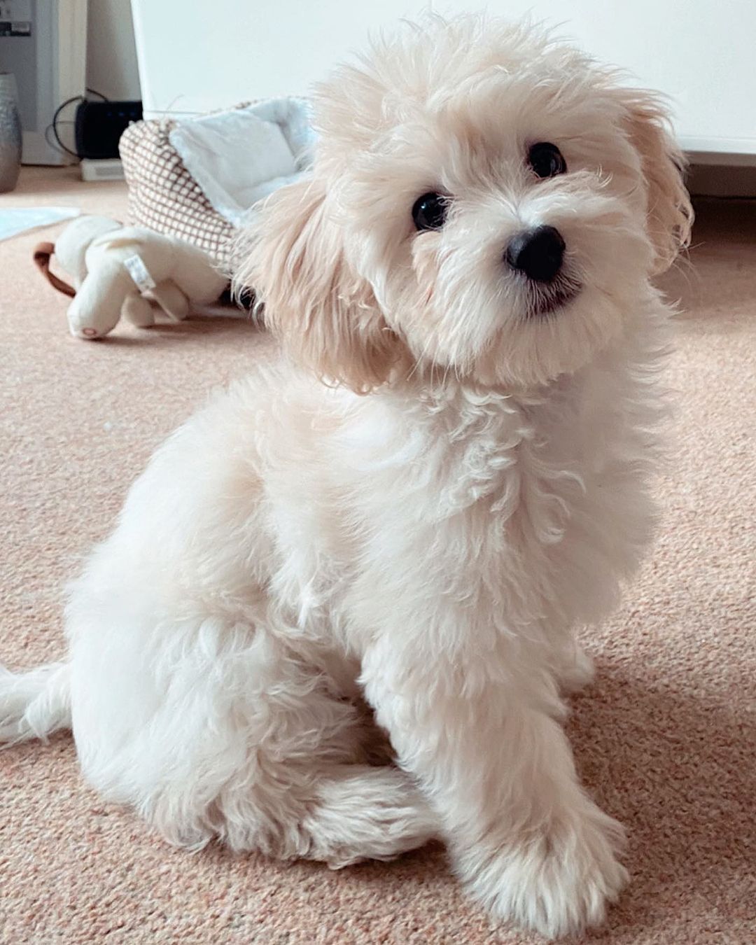 Teacup Maltipoo Puppies For Sale Online