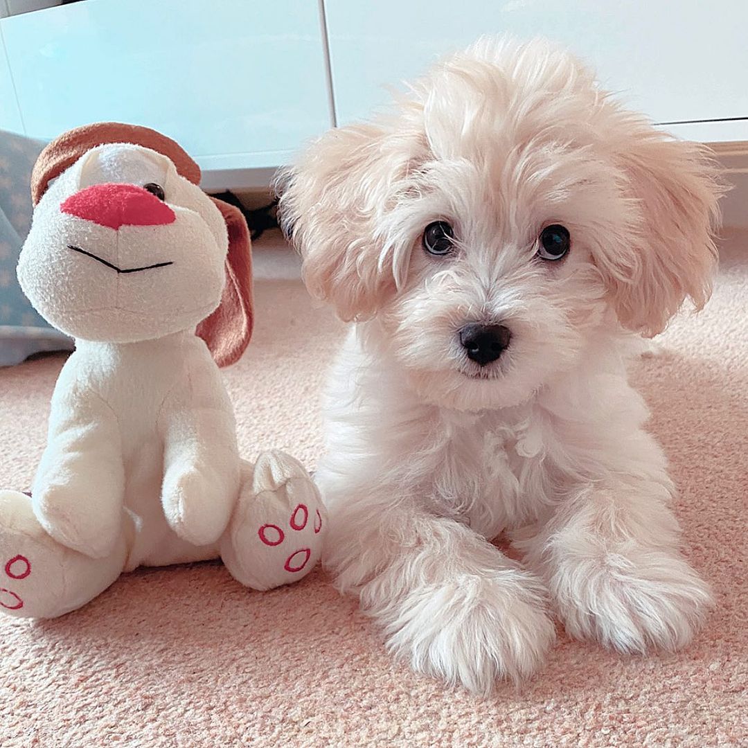 Teacup Maltipoo Puppies For Sale Online